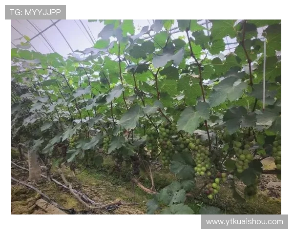 杭州篮球队的转型之路：从传统到现代的深度解析与展望