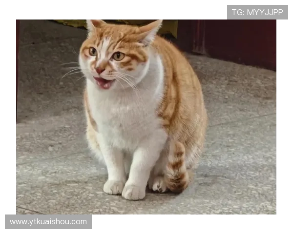 足球明星的猫展现惊人球技成为小球场的明星猫咪 足球明星的猫展现惊人球技成为小球场的明星猫咪